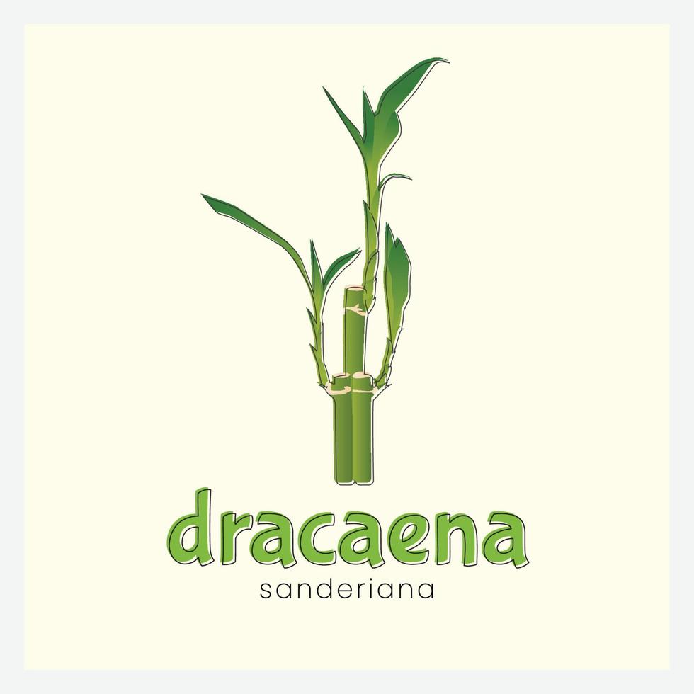 bamboe logo ontwerp. dracaena sanderiana bamboe met gemakkelijk vector voor uw bussines en bedrijf