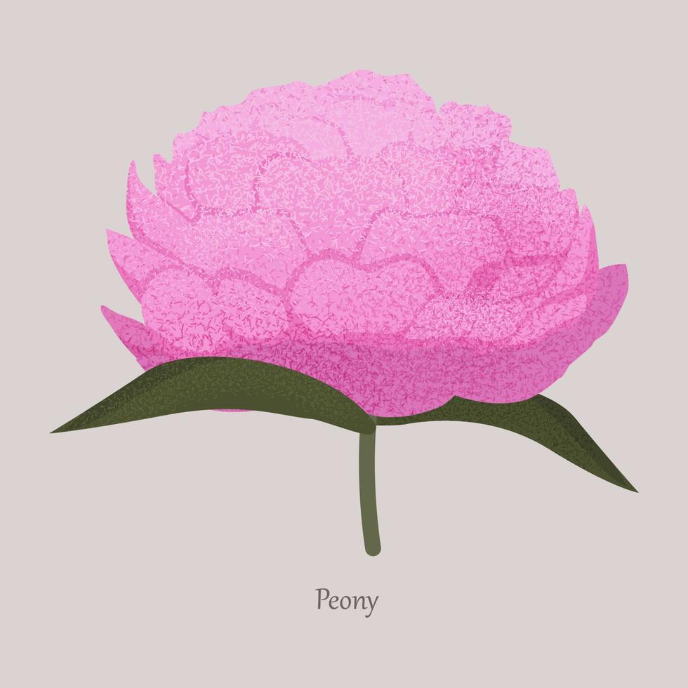mooi roze pioen bloem Aan een grijs achtergrond. vector