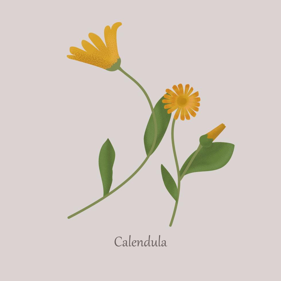 calendula is een kruidachtig geneeskrachtig fabriek met geel bloemen. calendula bloemen met groen bladeren Aan een grijs achtergrond. vector