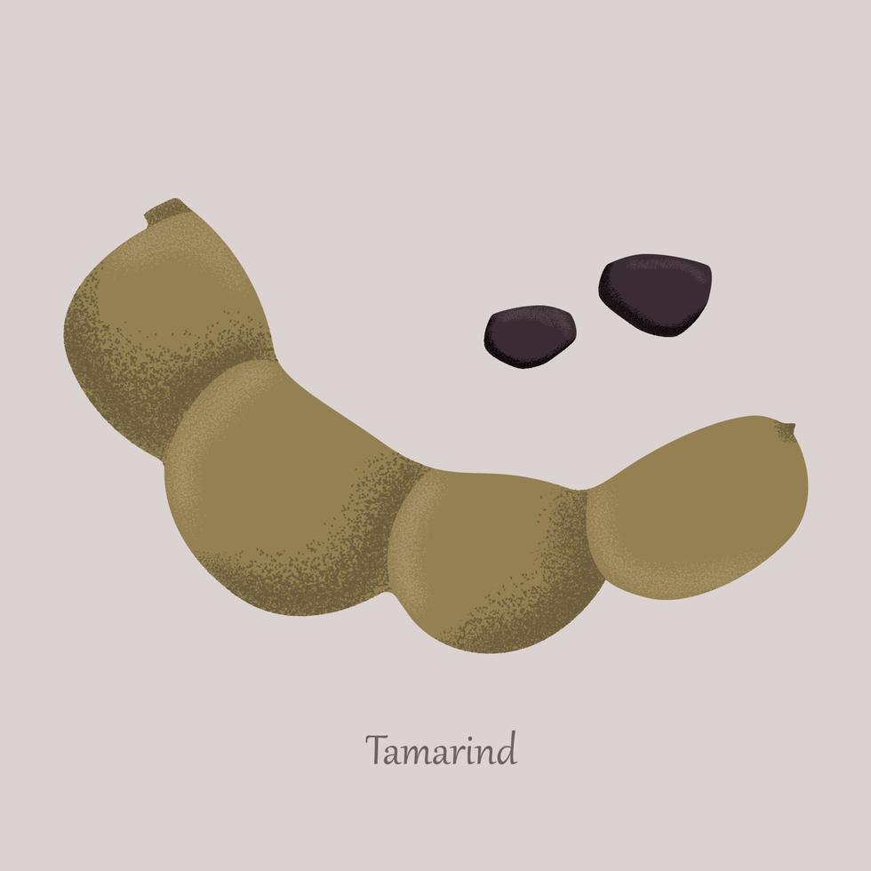 tamarinde zoet tropisch fruit. rijp tamarinde en bruin granen. zuidelijk exotisch. vector illustratie fruit Aan grijs achtergrond.