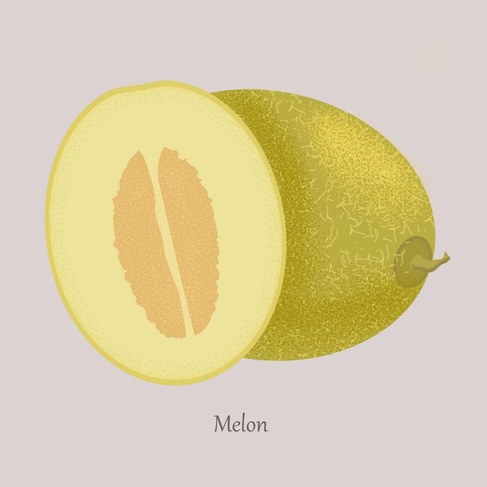 fruit meloen. geheel rijp zoet fruit met gesneden sappig stuk van snee. vector