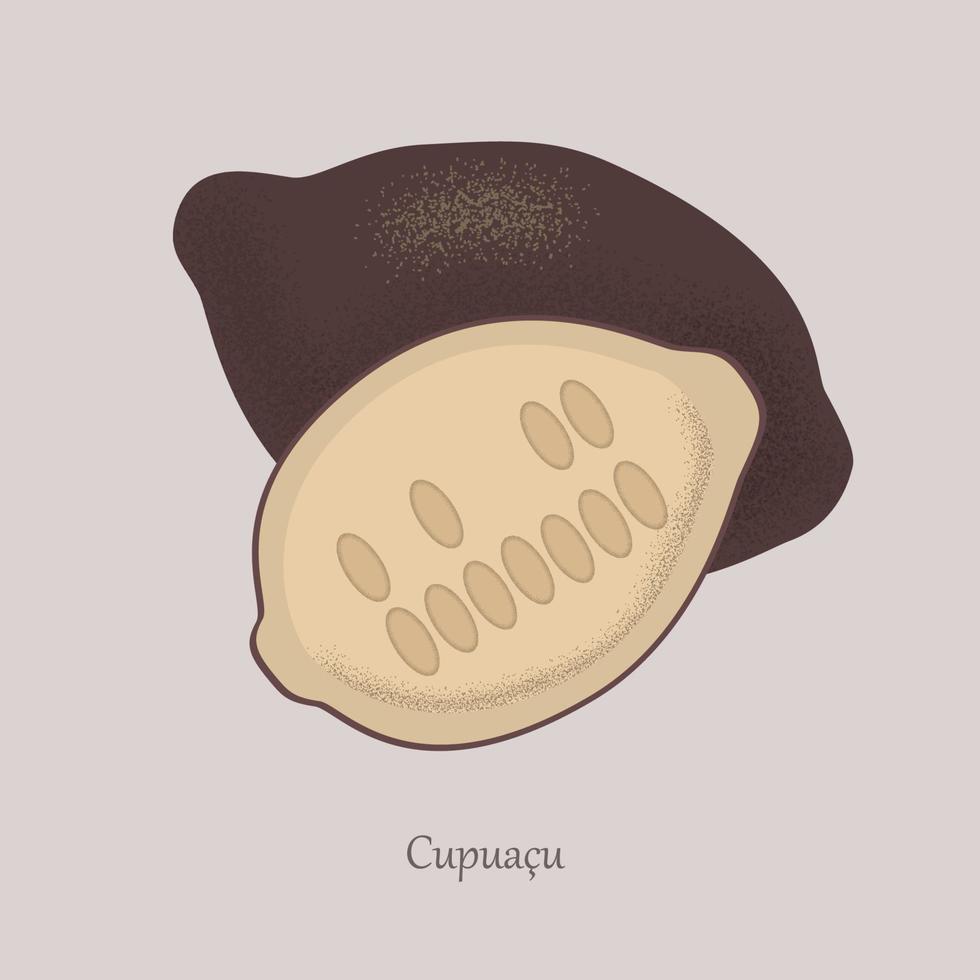 cupuacu cacao zoet tropisch fruit geheel en voor de helft. vector
