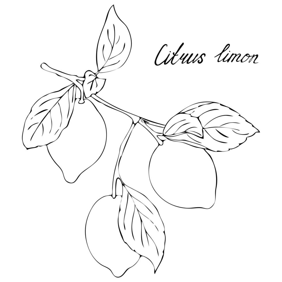 citroen boom Afdeling met fruit, zwart en wit. vector
