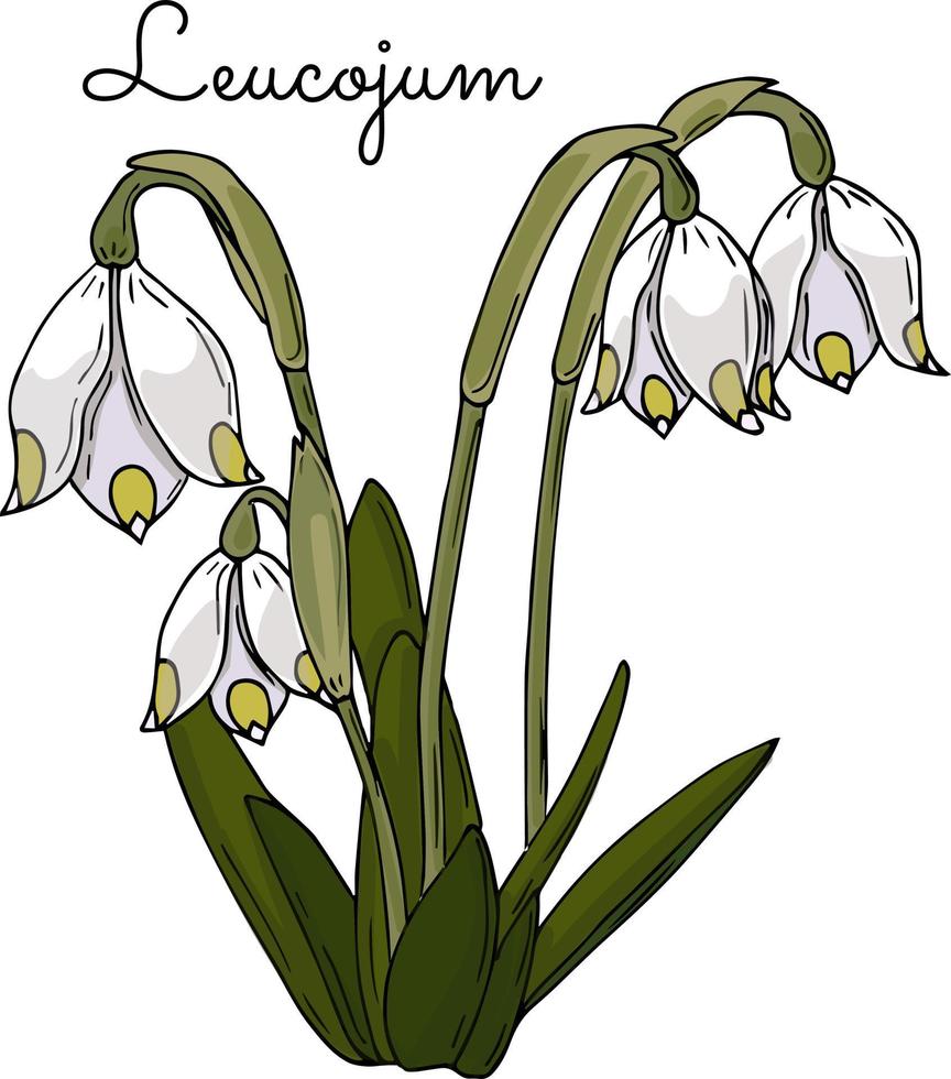 mooi voorjaar leukojum bloemen voor uw ontwerp. vector