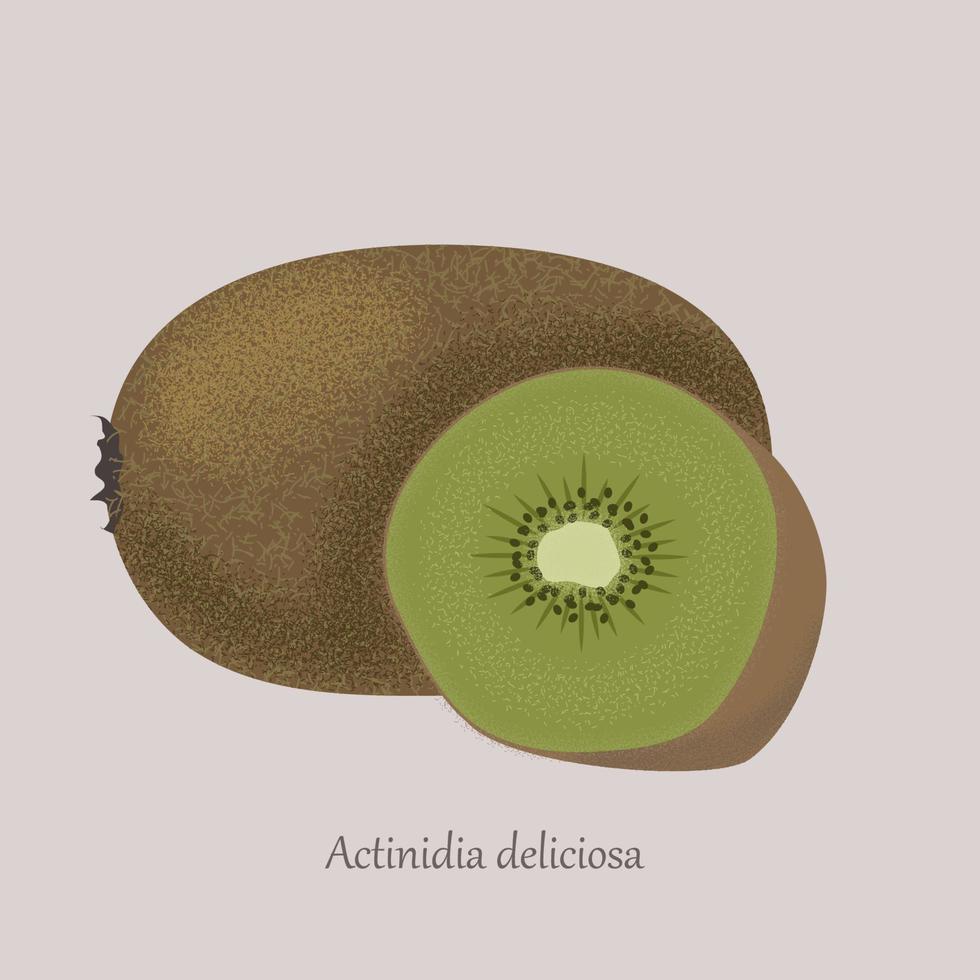 actinidia deliciosa, geheel fruit en voor de helft. kiwi zomer vruchten. vector