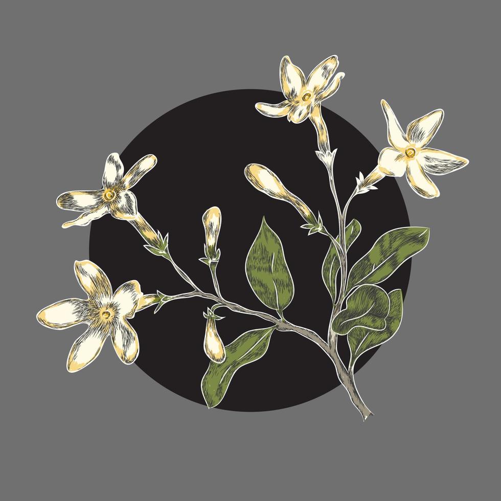 jasmijn bloem Aan zwart ronde grens hand- getrokken vector illustratie