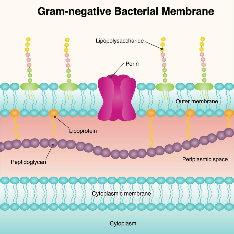 gram-negatief bacterieel membraan vector