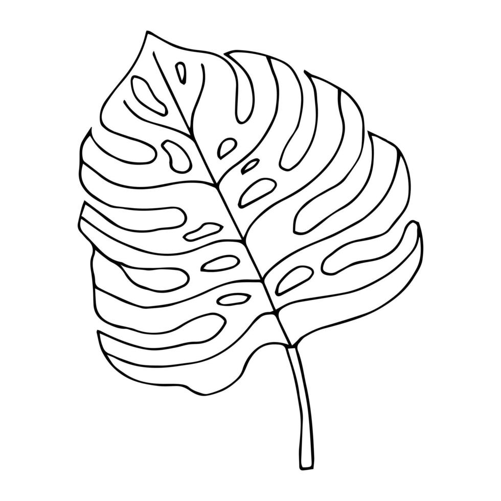 tropisch palmverlof in schetsstijl, geïsoleerde vectorillustratie. verlof van palmboom in lineaire doodle stijl. botanische minimalistische print van exotisch verlof, schetsontwerp. vector