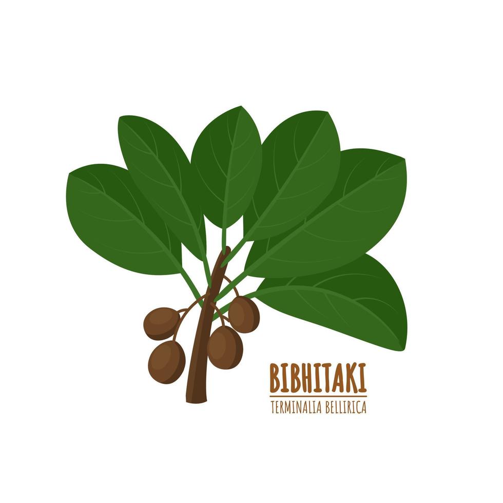 bahera of bibhitaki, beleric of bastaard myrobalan terminalia bellirica, medicinale plant. ayurvedisch kruid. vectorillustratie. vector