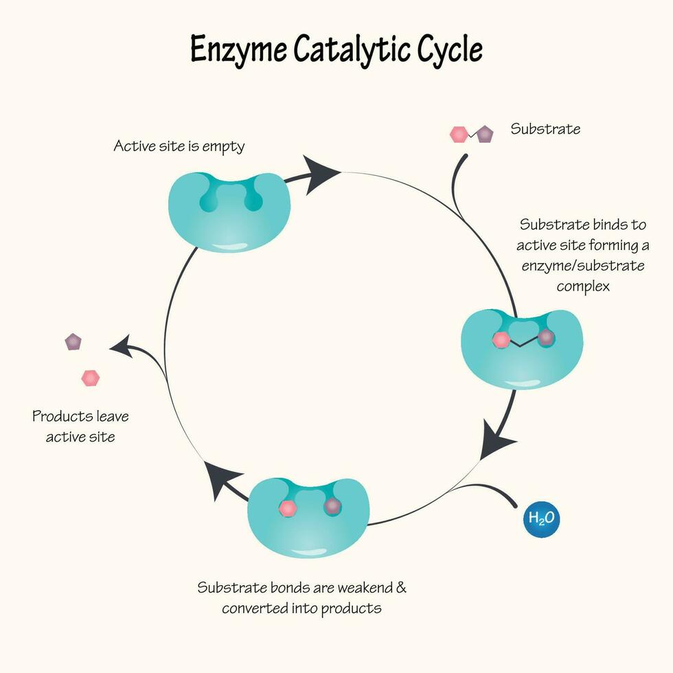 enzym katalytische cyclus diagram vector