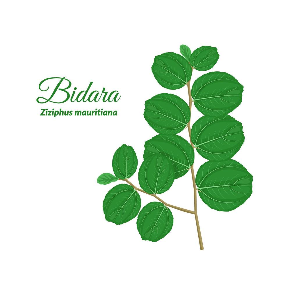 bidara blad of ziziphus Mauritanië, geïsoleerd Aan wit achtergrond. vector illustratie.