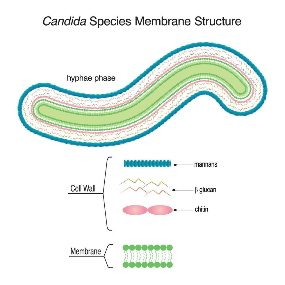 membraanstructuur van candida-soorten vector