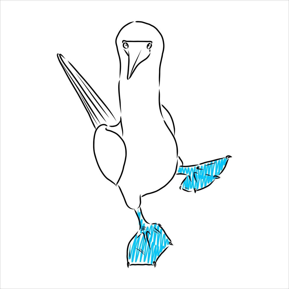 blauwbenige booby vector schets