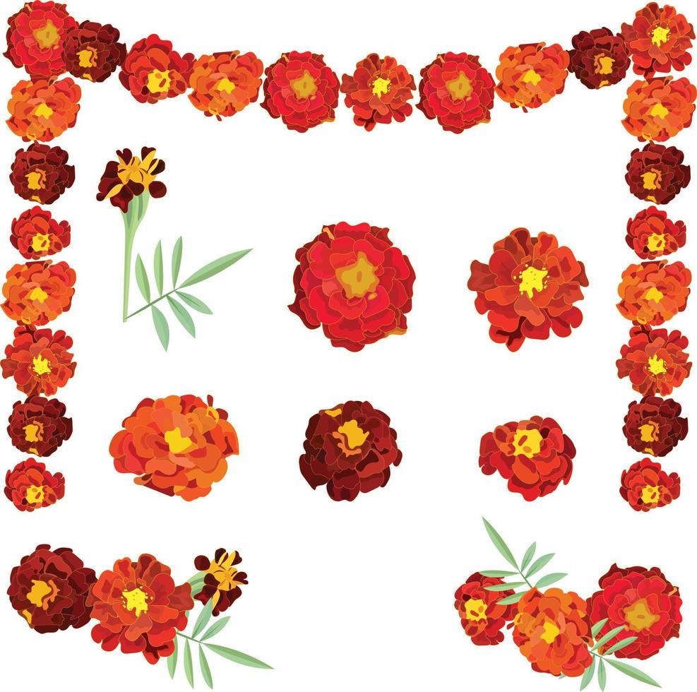 oranje calendula, symbool van de Mexicaans vakantie dag van de dood. een reeks van elementen voor ontwerp, bloemen, boeketten, guirlande. vector voorraad illustratie.