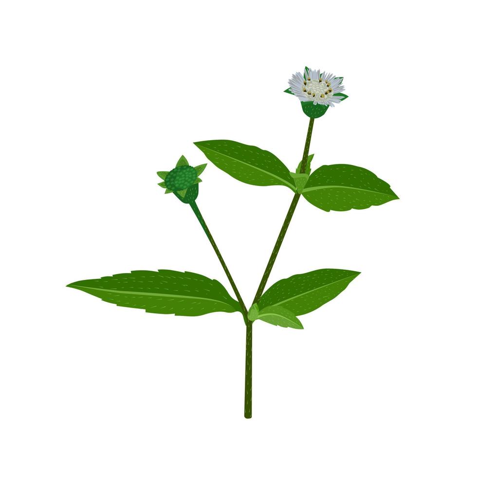 eclipta alba, eclipta prostrata of bhringraj, ook bekend als valse madeliefje, is een effectieve medicinale kruidenplant in de ayurvedische medicine.vector afbeelding. vector