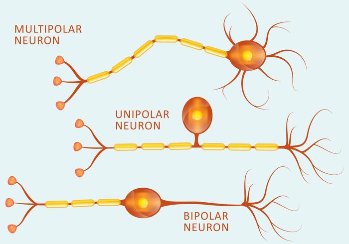 Neuron Soorten vector