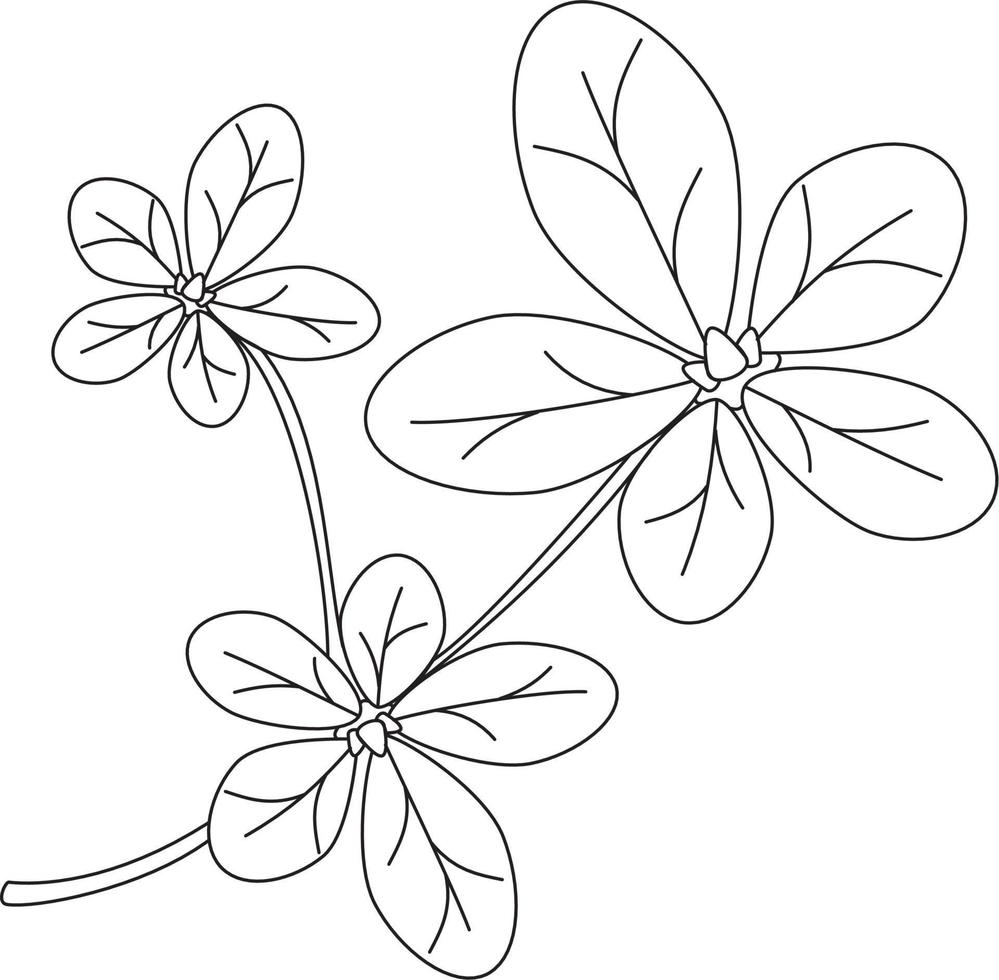 portulaca oleracea postelein blad vector icoon zwart en wit