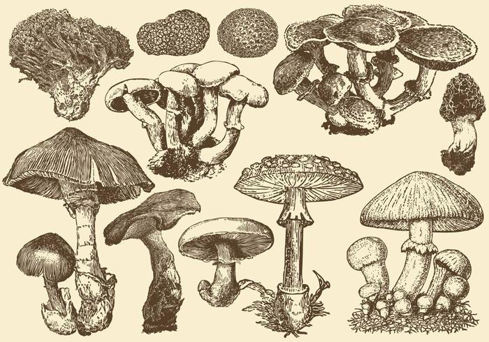 Wilde paddenstoelen vector
