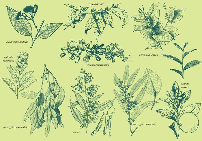 Aromatische Planten vector