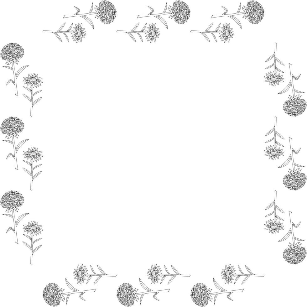 plein kader met zwart en wit aster bloem Aan wit achtergrond. tekening stijl. vector afbeelding.