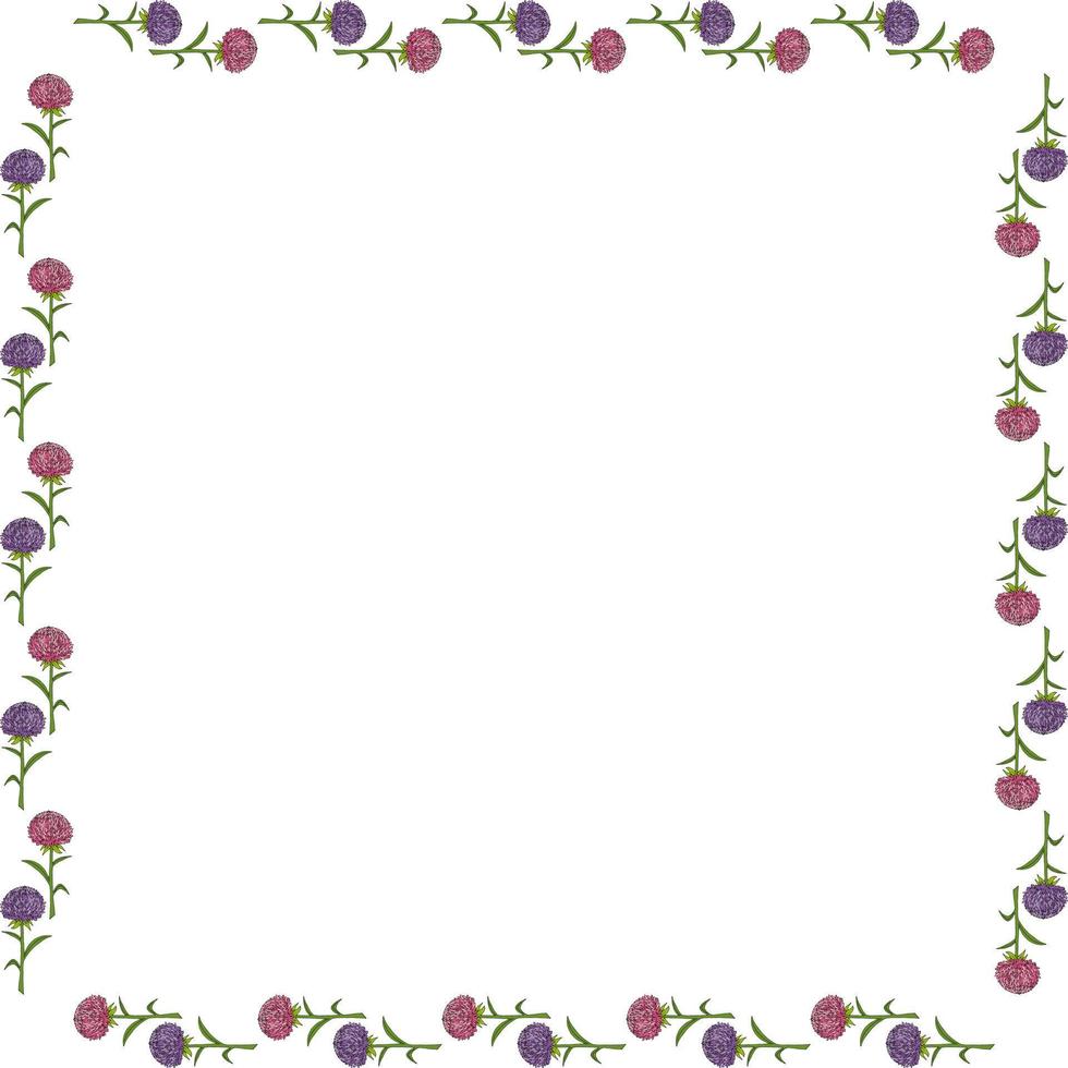 plein kader met roze en paars aster bloemen Aan wit achtergrond. tekening stijl. vector afbeelding.