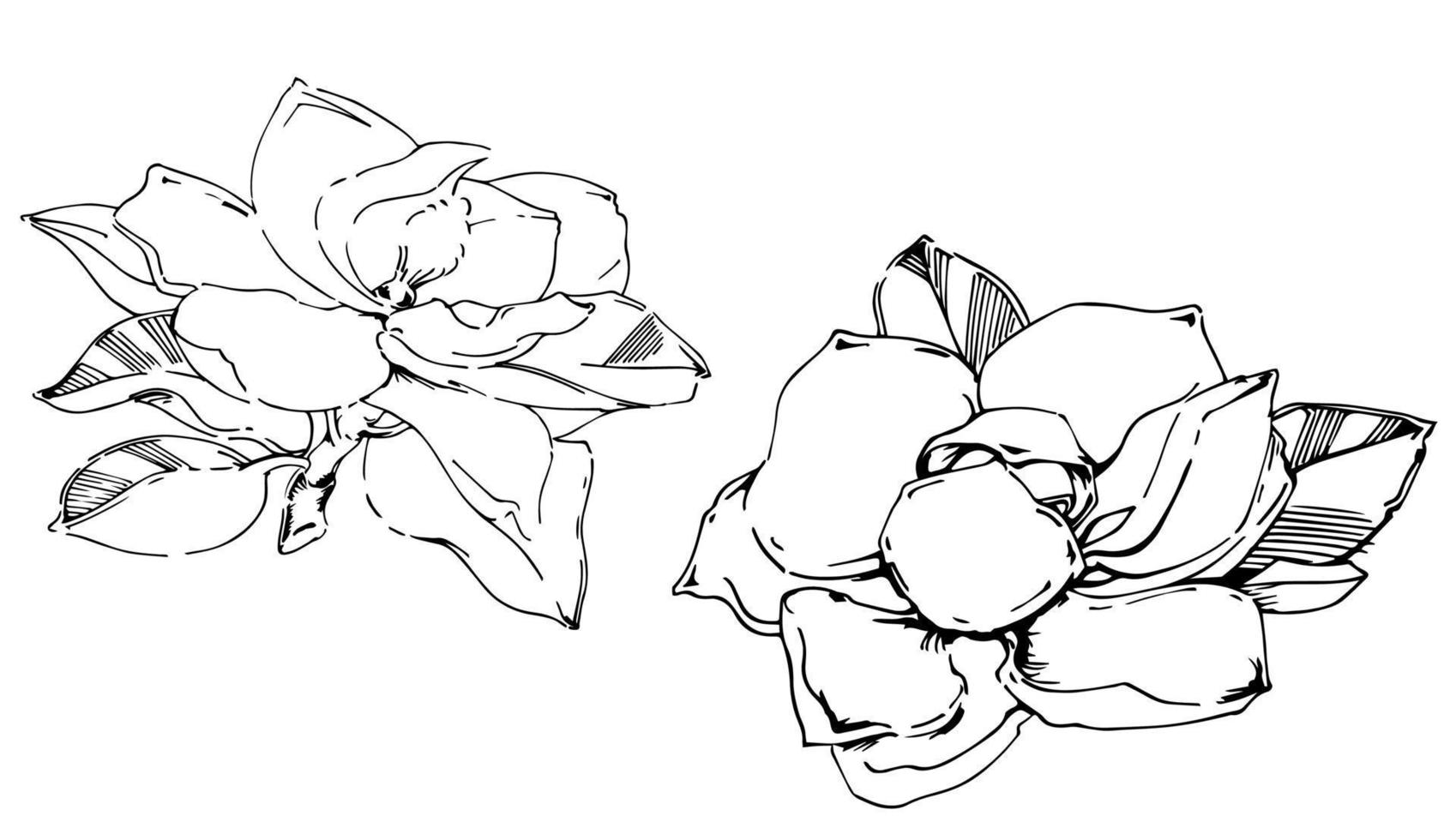 vector schetsen van zwart hand geschilderd magnolia bloem