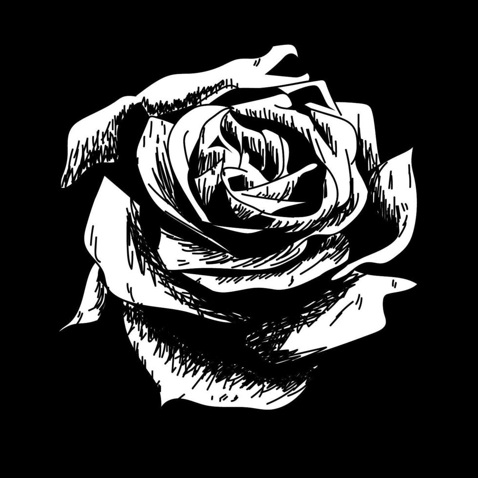 roos tekening bloem natuur vector pictogram op zwarte achtergrond