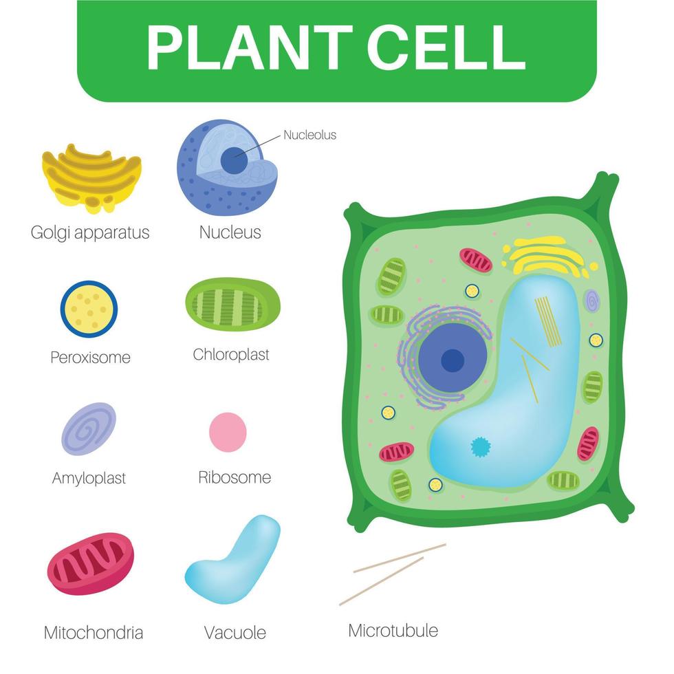 fabriek cellen zijn eukaryoot cellen. vector