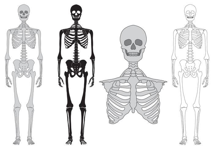 Skelet en botten vector set