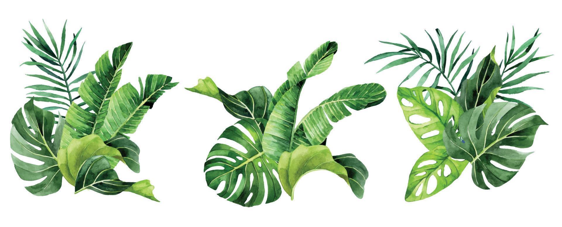 waterverf tekening. reeks van boeketten, composities met tropisch bladeren. regenwoud bladeren, palm, monster, banaan. vector