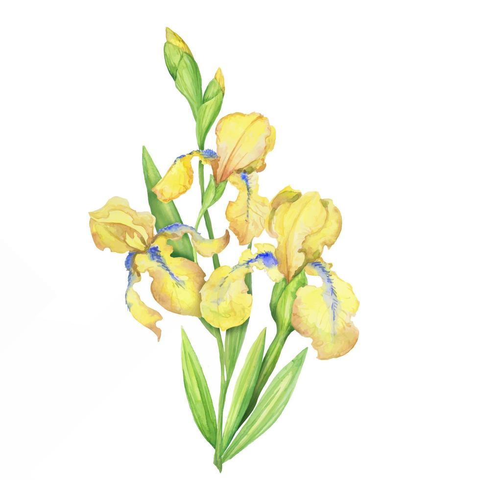 geel irissen, waterverf hand- geschilderd illustratie een boeket van bloemen met bladeren vector