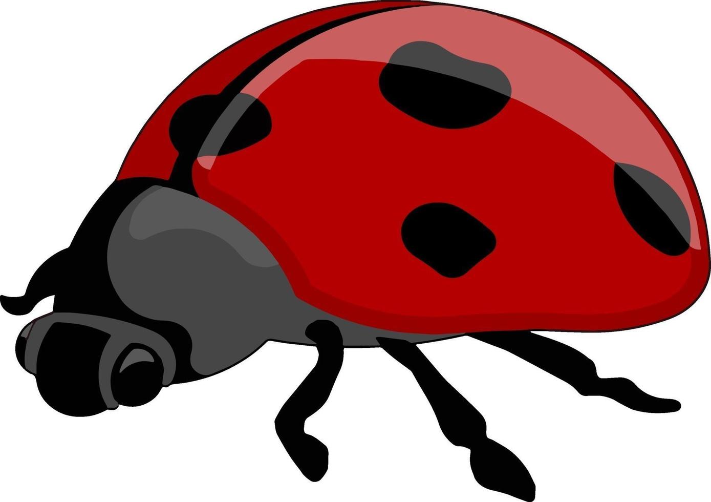 rood lieveheersbeestje, illustratie, vector Aan wit achtergrond.