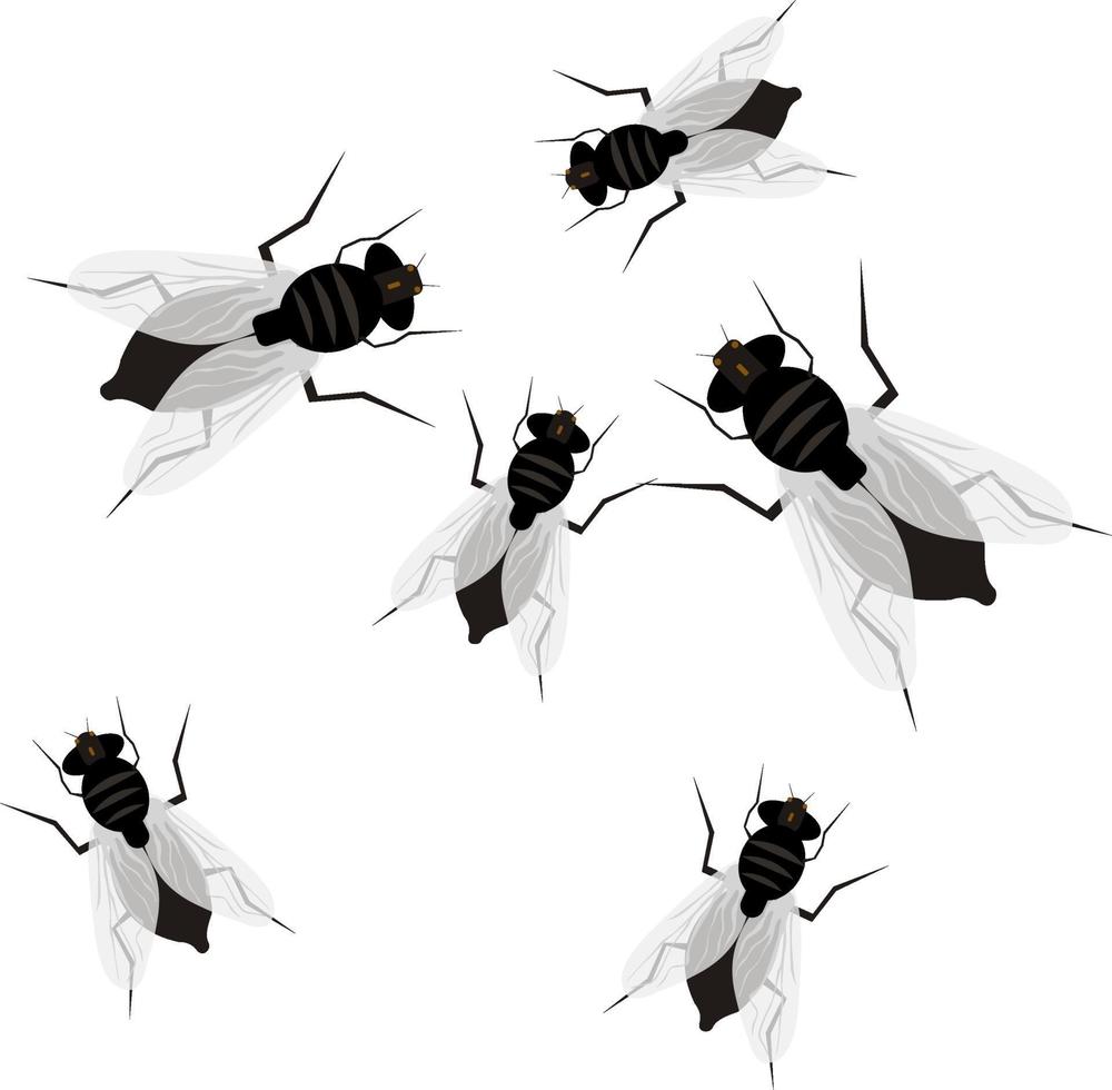 vliegen, illustratie, vector Aan een wit achtergrond.