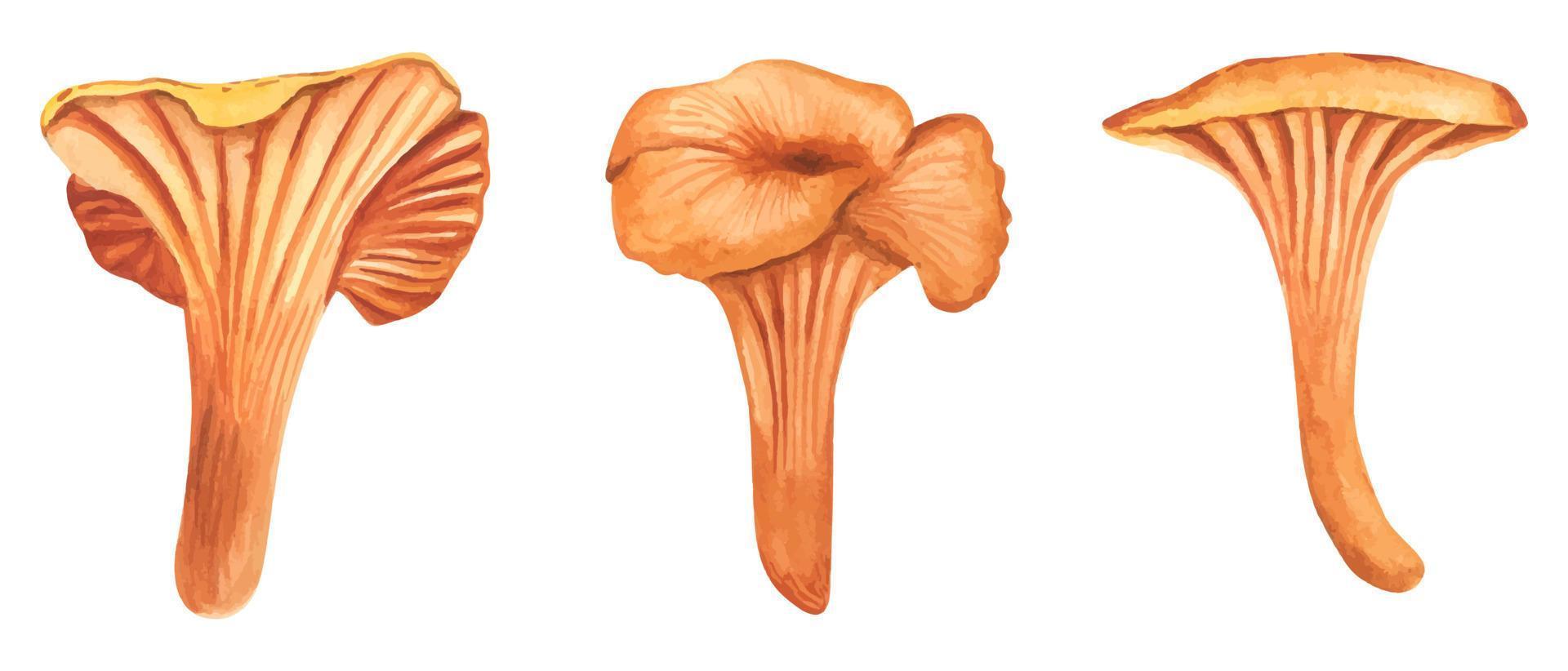 reeks waterverf illustratie van chanterelle champignons. gezond biologisch voedsel, vegetarisch voedsel vers champignons geïsoleerd Aan wit achtergrond. vegetarisch voedsel. geïsoleerd Aan een wit achtergrond. vector