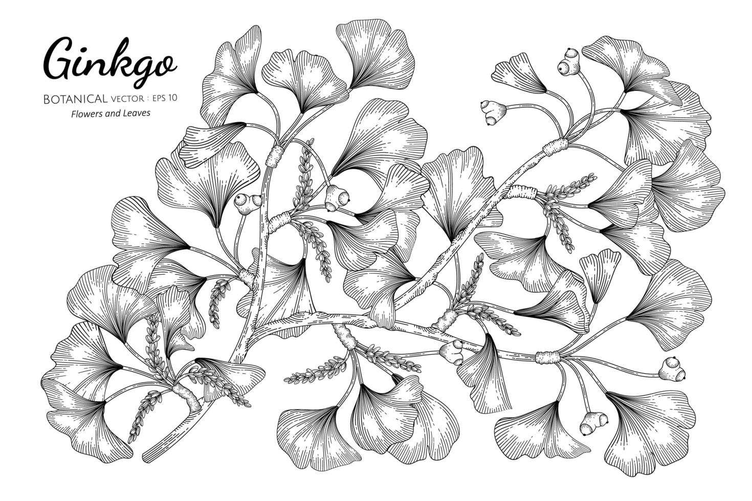 handgetekende ginkgo vector