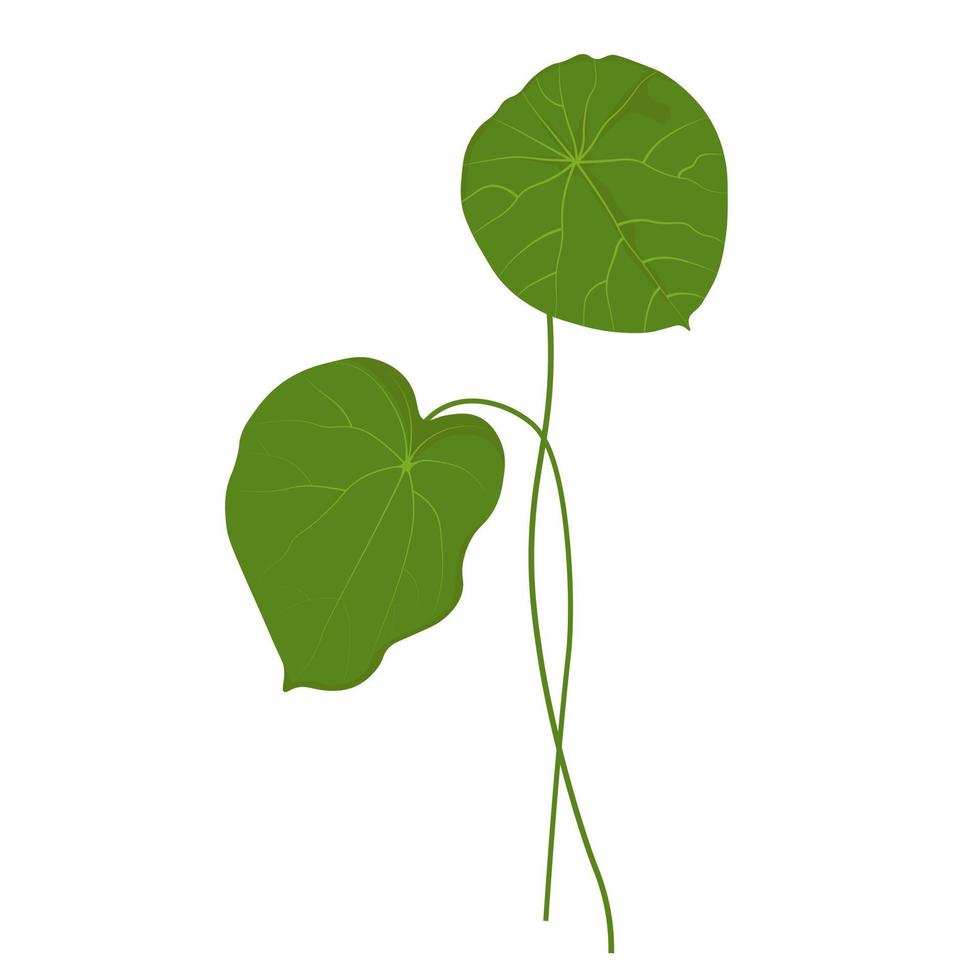 gotu kola vector stock illustratie. centella asiatica is een medicinale plant. kruiden helpen om ontstekingen te genezen. geïsoleerd op een witte achtergrond