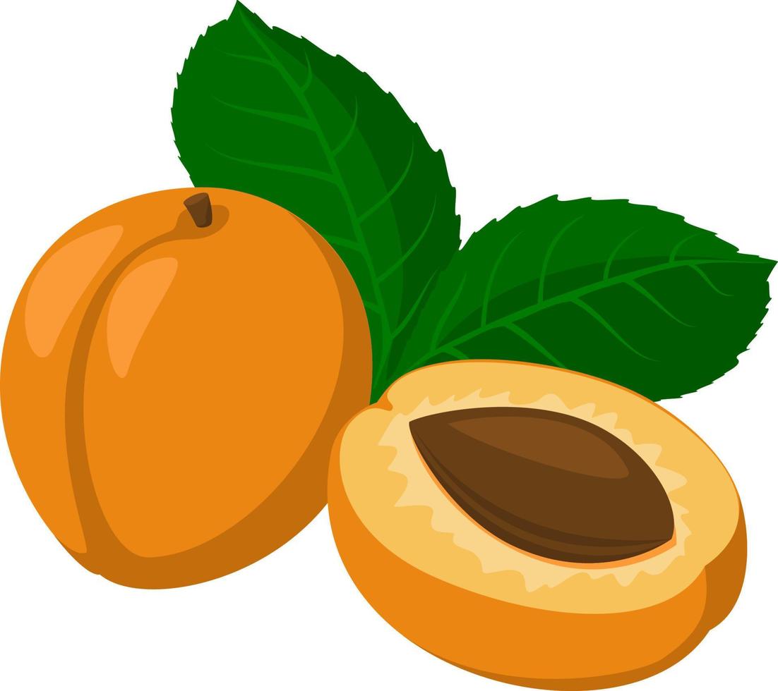 vers abrikoos. geheel abrikoos fruit en een abrikoos besnoeiing in voor de helft. tekenfilm stijl. vector illustratie geïsoleerd Aan een wit achtergrond