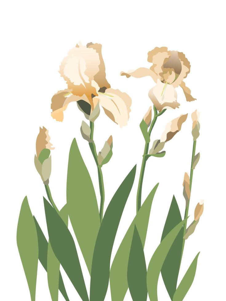 samenstelling van geel iris bloemen geïsoleerd Aan wit achtergrond vector