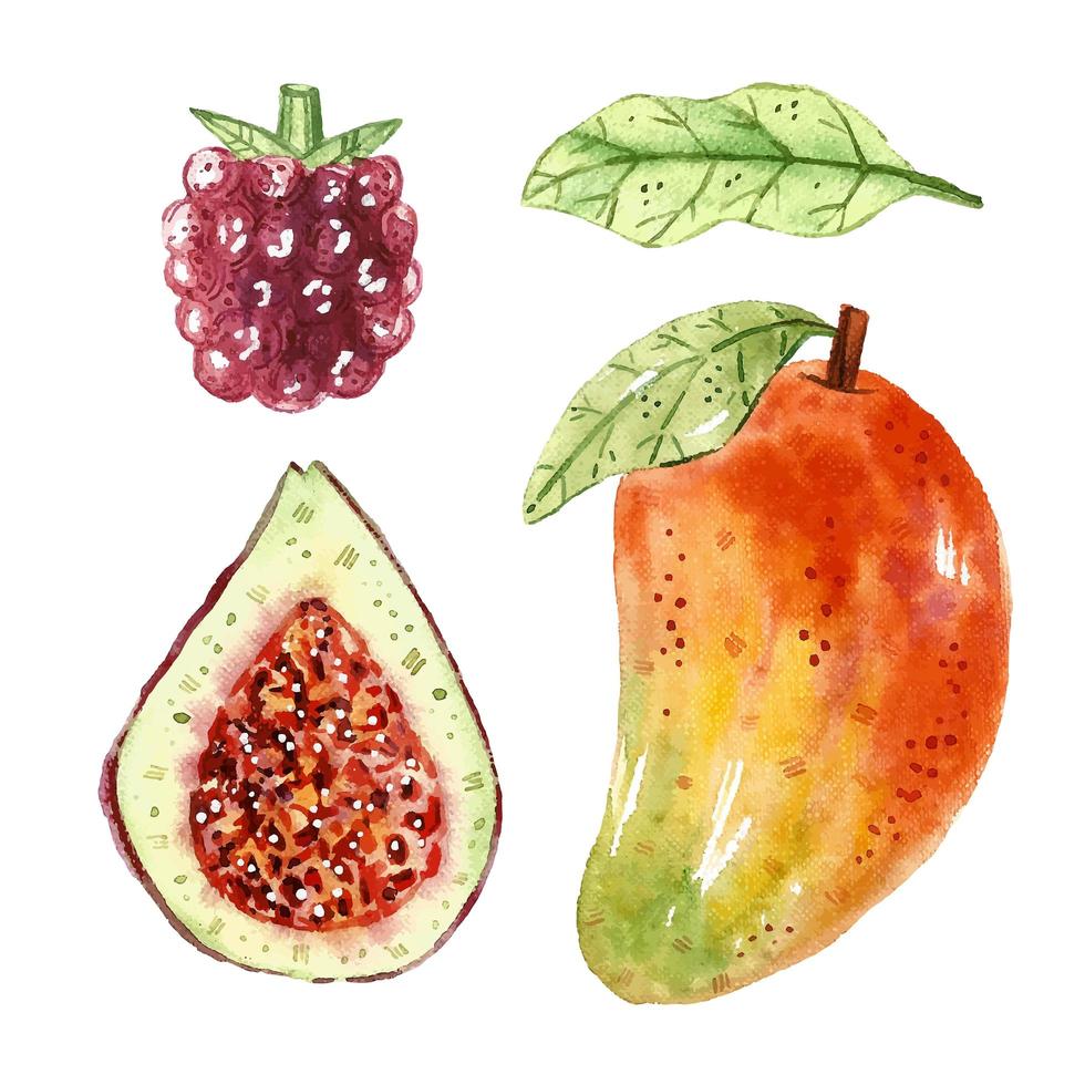 mango, vijg, bes, blad aquarel set vector