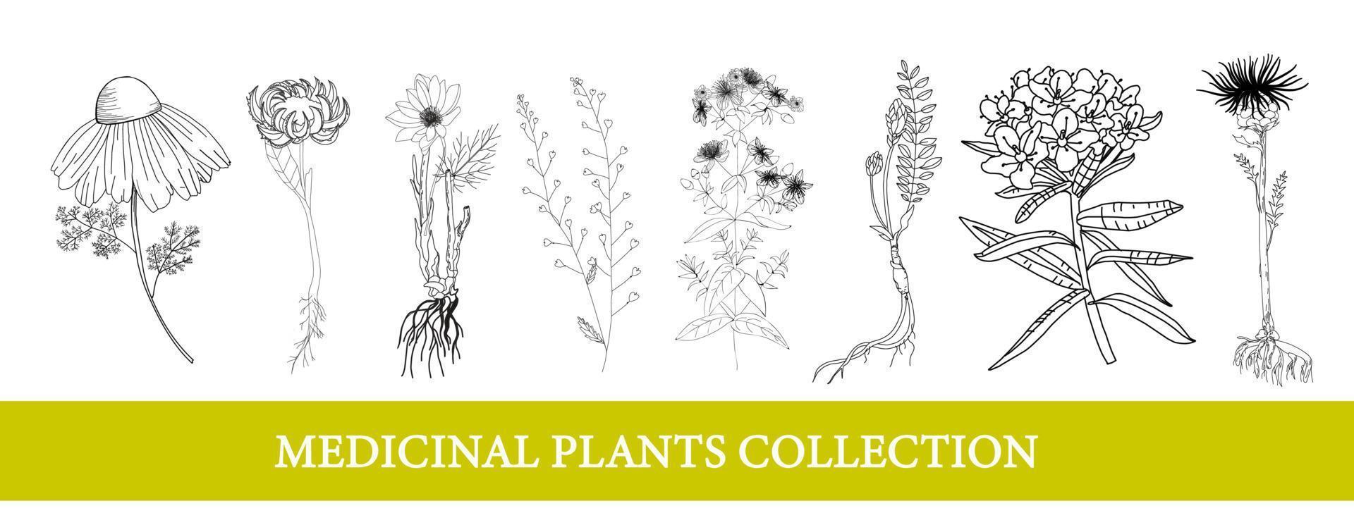 ledum, goudsbloem, leuzea, kamille. geneeskrachtig planten wilde bloemen vector illustratie botanisch illustratie