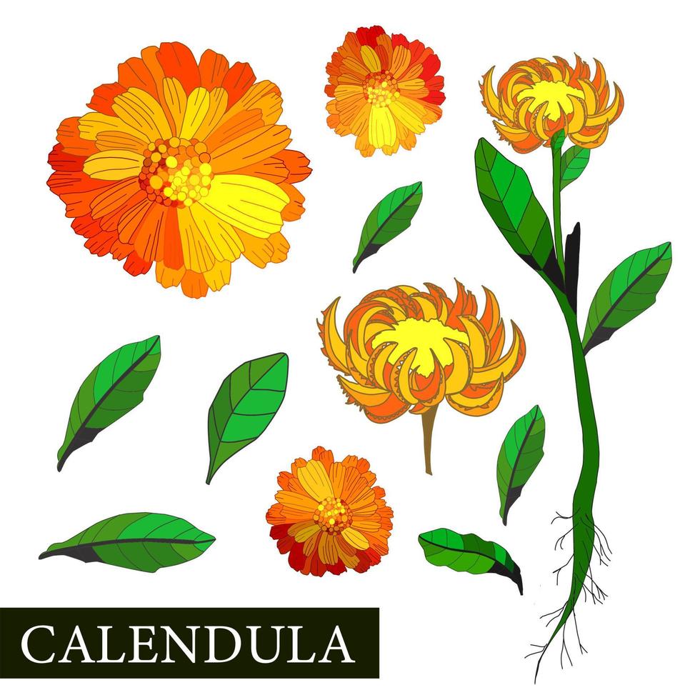 calendula bloem. botanisch illustratie van calendula. geneeskrachtig planten. alternatief geneesmiddel. oranje bloem Aan een wit achtergrond. vector illustratie