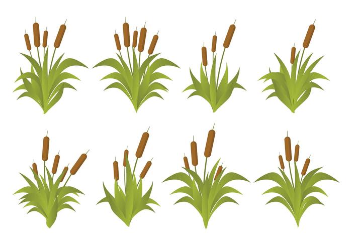 Gratis Cattails Vector Set