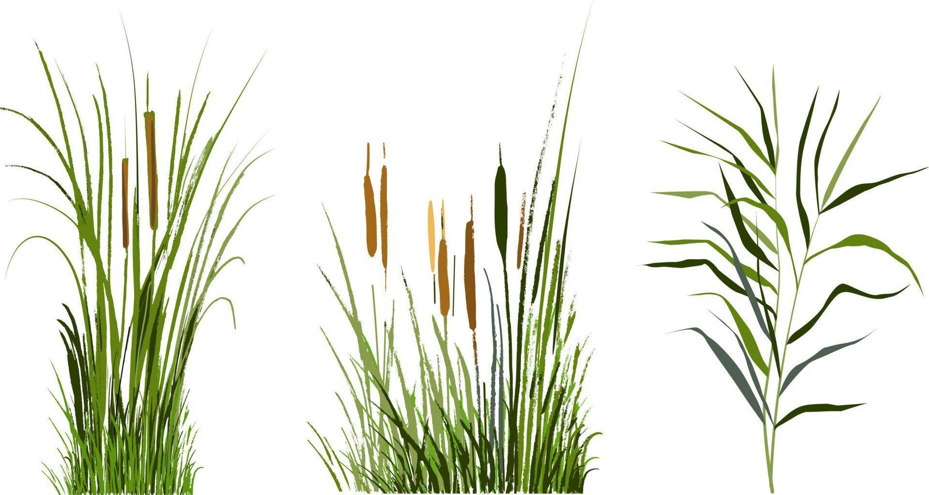 beeld van een groen riet of biezen Aan een wit background.isolated vector tekening.