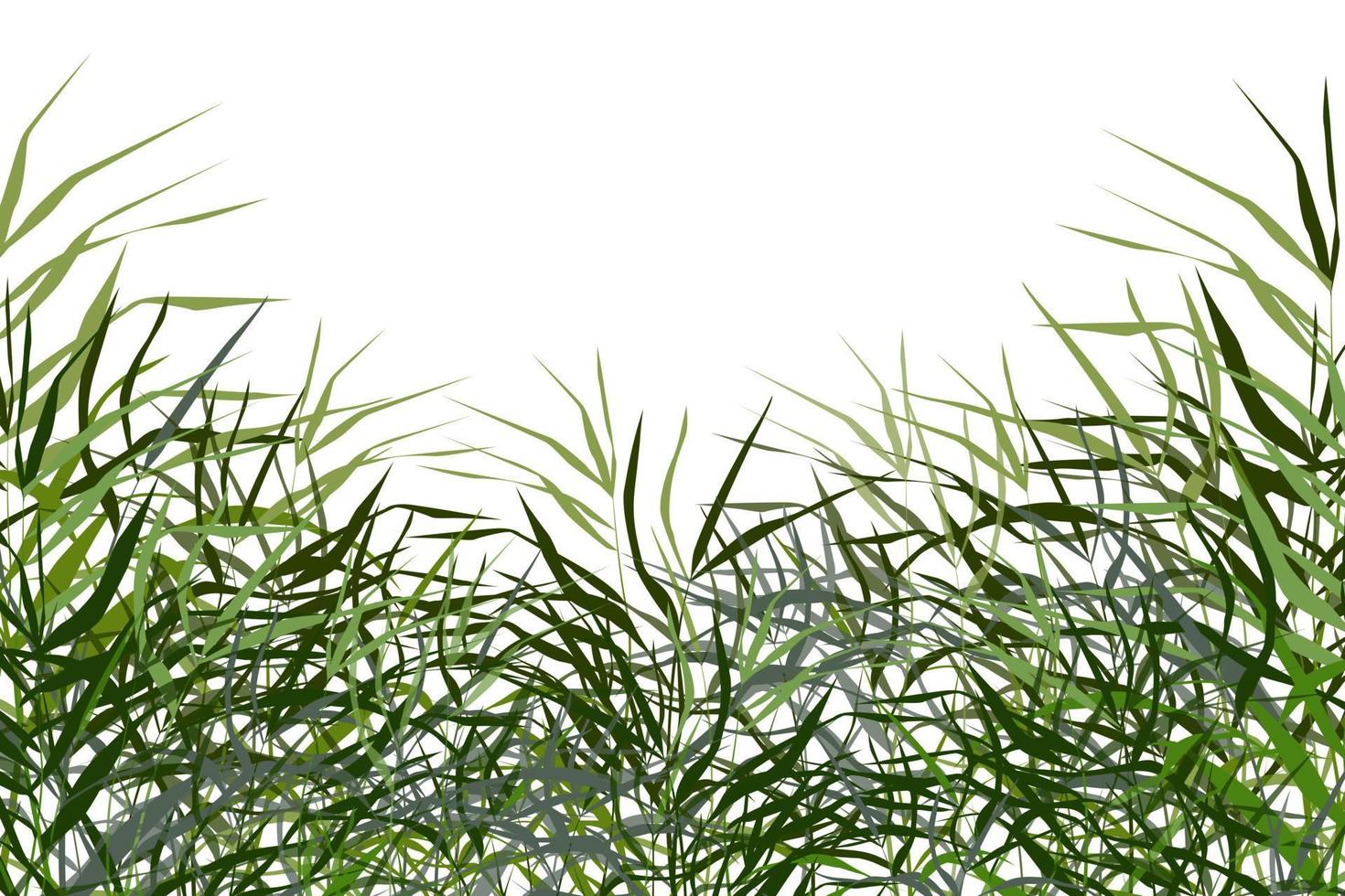 beeld van een groen riet of biezen Aan een wit background.isolated vector tekening.