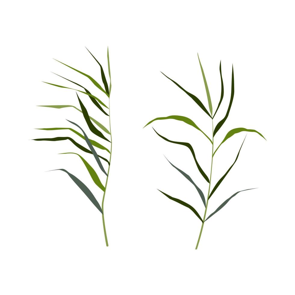 beeld van een groen riet of biezen Aan een wit background.isolated vector tekening.