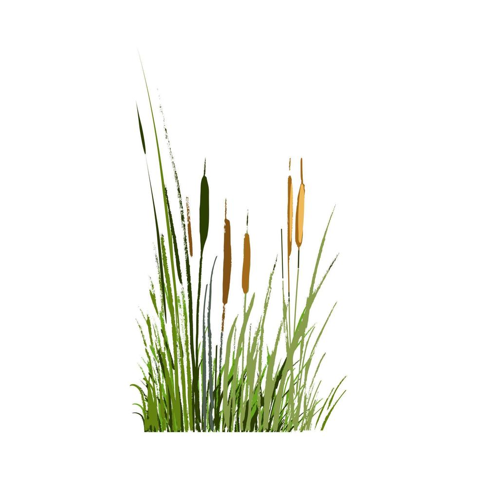 beeld van een groen riet of biezen Aan een wit background.isolated vector tekening.