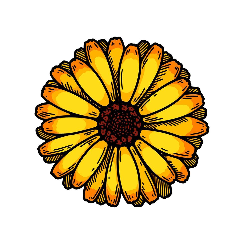 hand- getrokken calendula bloeiend fabriek geïsoleerd Aan wit achtergrond. vector illustratie in gekleurde schetsen stijl. botanisch ontwerp element