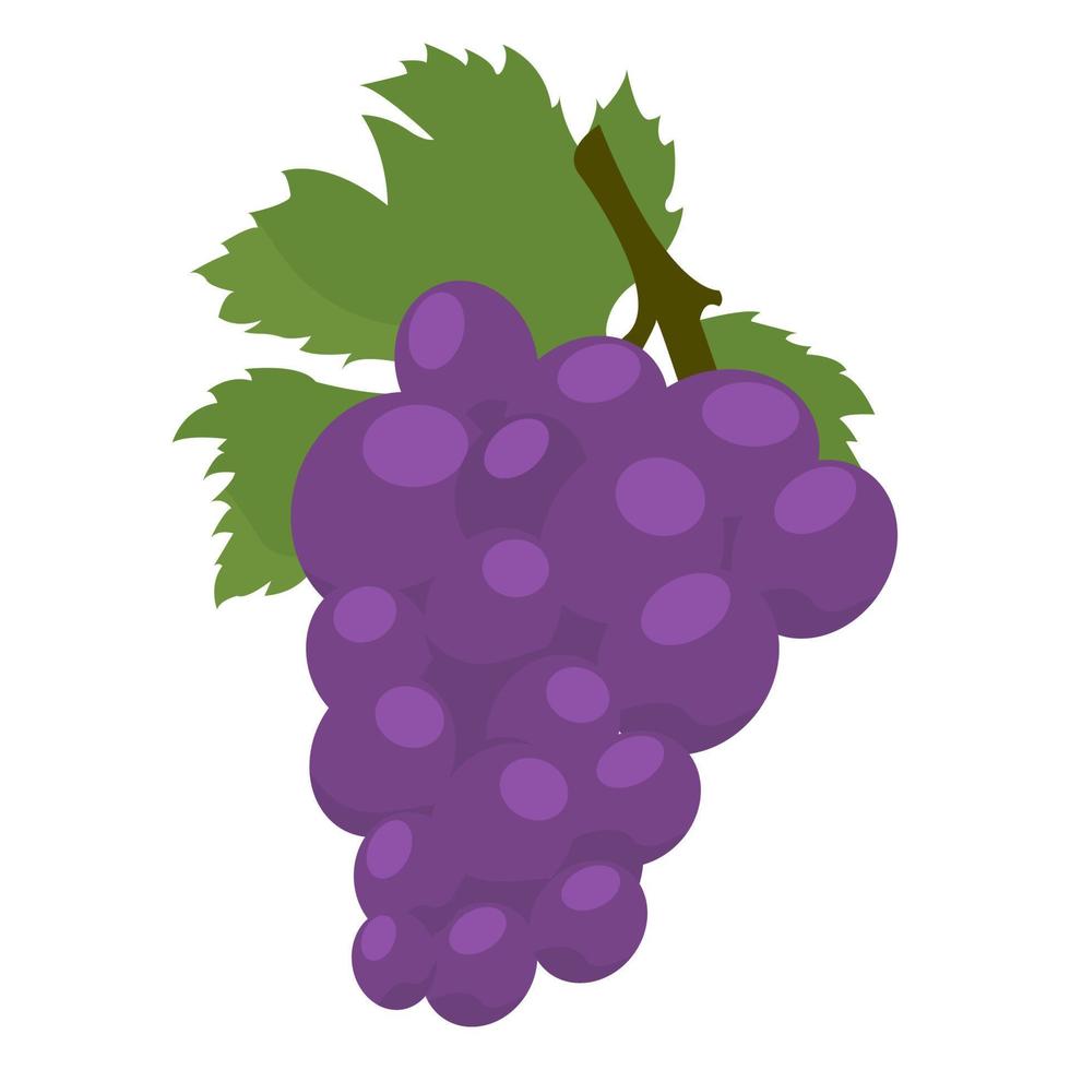 druiven Aan een wit achtergrond geïsoleerd. vector illustratie