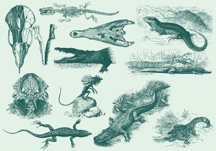 Vintage Reptiel Illustraties vector