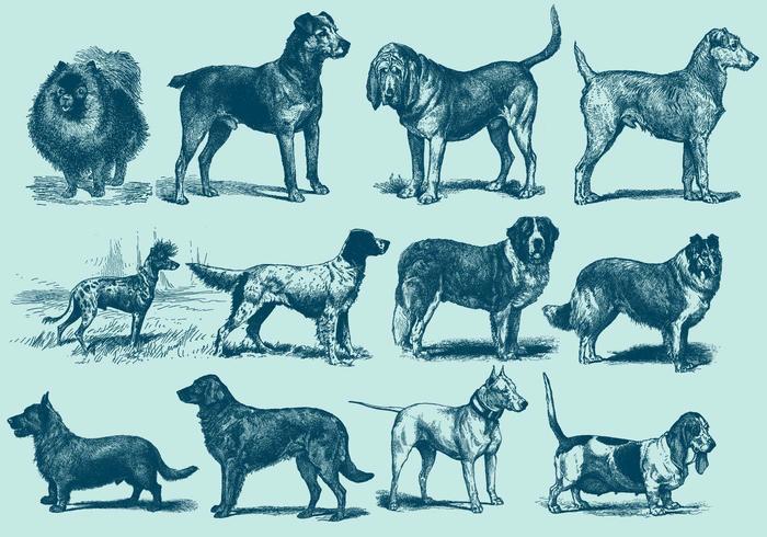 Vintage Blauwe Hond Illustratie vector